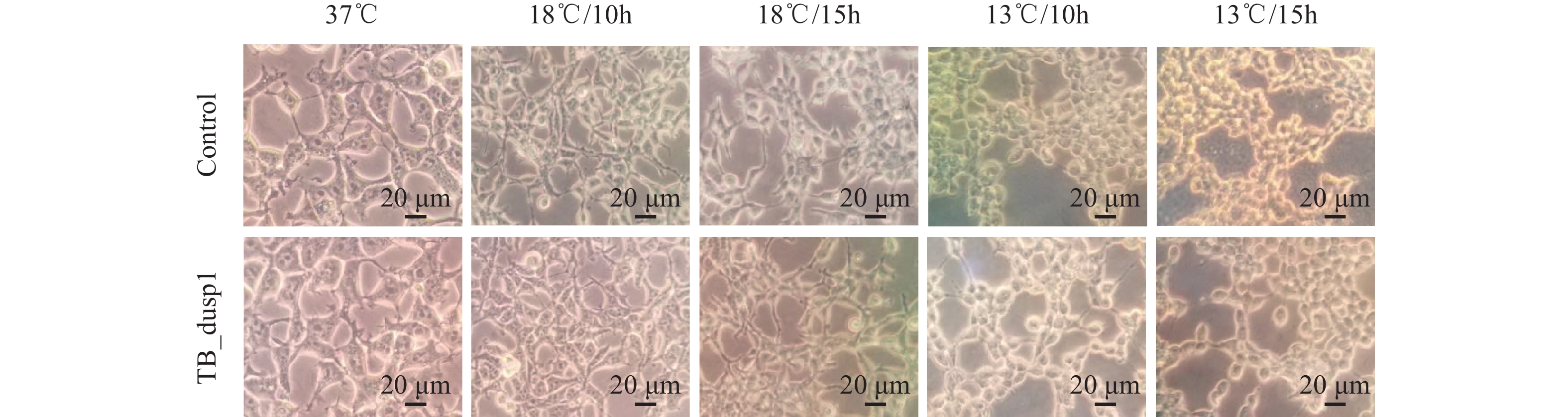 不同温度处理下细胞形态学分析