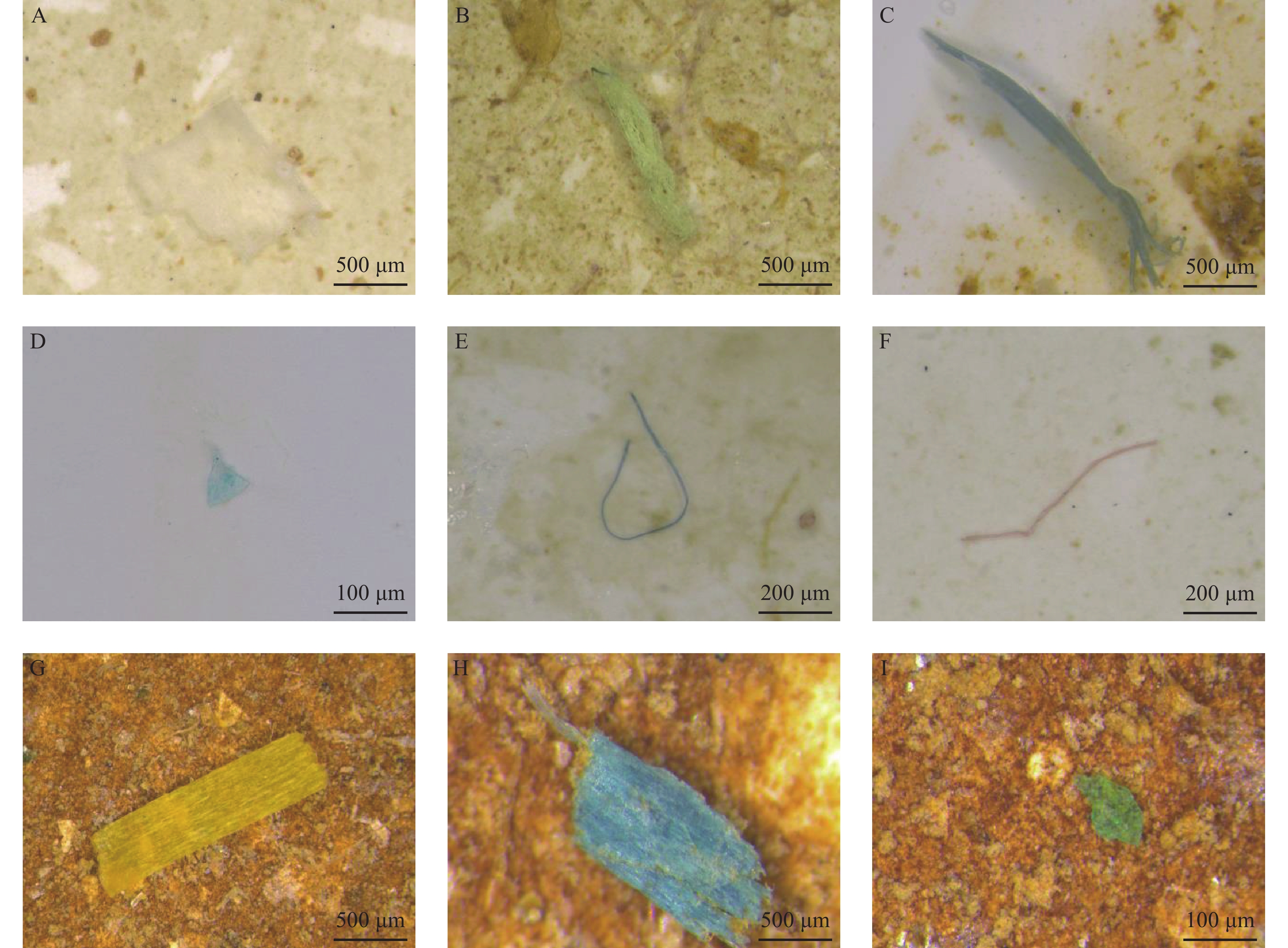 显微镜下鱼体内微塑料的形态