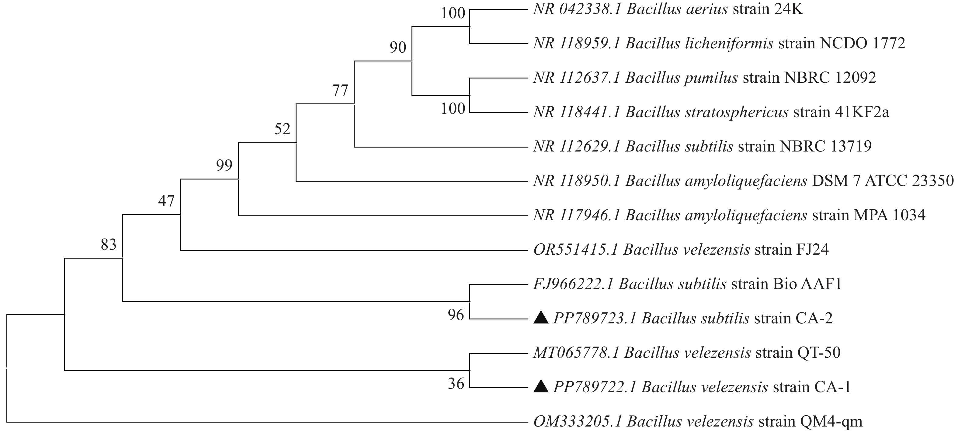 分离菌的形态学观察(a)及革兰氏染色100×镜检图(b)